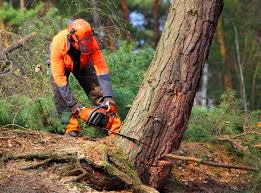 Professional Tree Care Services in Yreka, CA