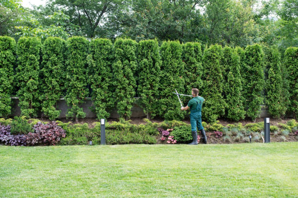 Best Lawn Disease Treatment  in Yreka, CA