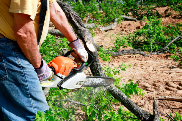 How Our Tree Care Process Works  in  Yreka, CA